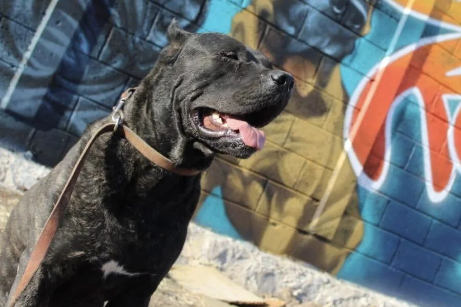 Perro de pelaje oscuro, tranquilo y con la lengua de fuera, frente al mural de Kennel 26